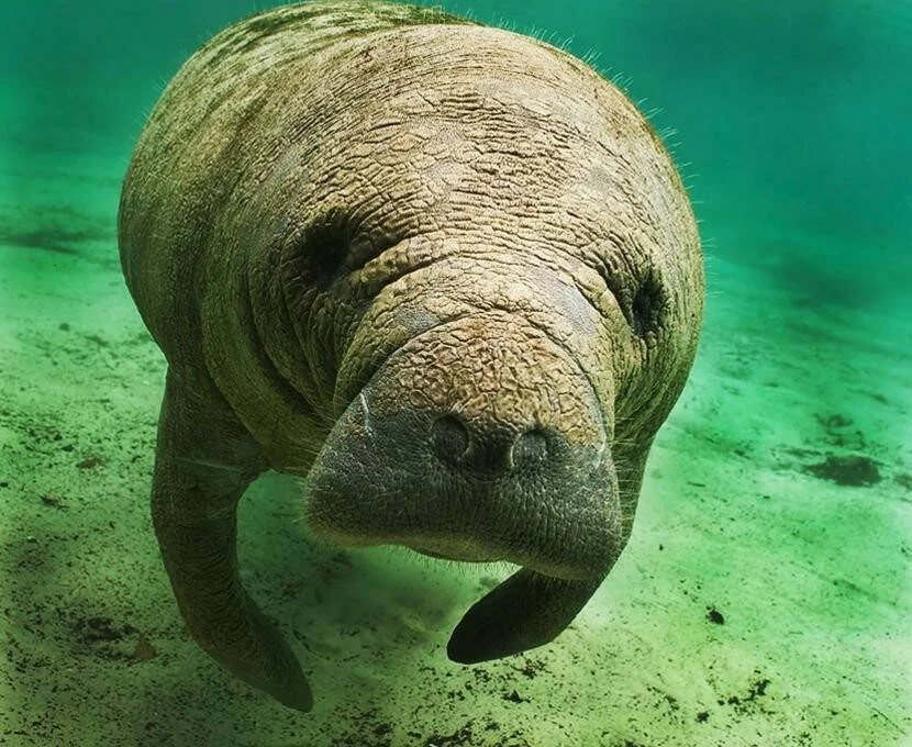 Manatí de piel rugosa nada hacia la cámara en aguas verdes poco profundas, con el fondo arenoso visible.