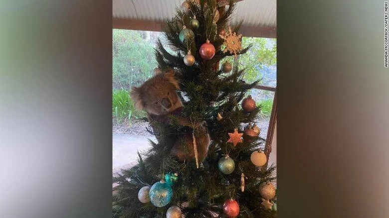 Un koala se aferra entre las ramas de un árbol de Navidad adornado con esferas de colores dentro de una casa.