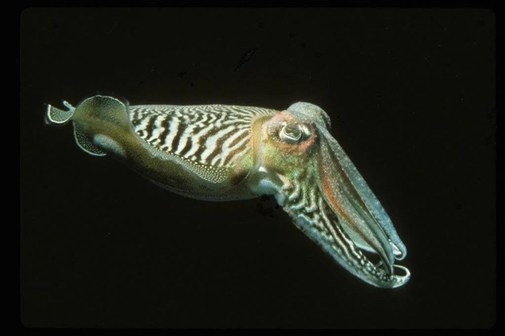Sepia común con patrones de rayas marrones y blancas nada en aguas oscuras, mostrando su ojo prominente y aletas ondulantes.