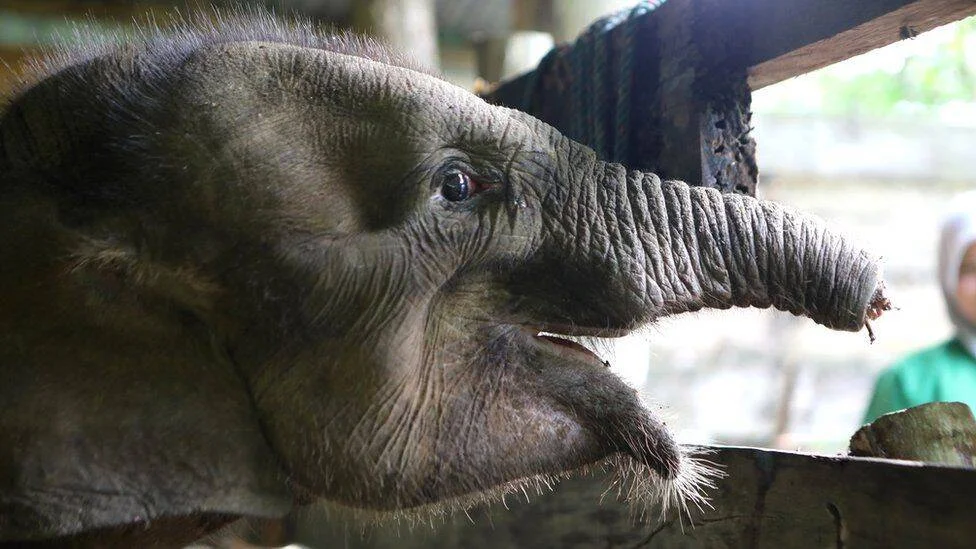 Cría de elefante de cerca, con la trompa extendida hacia adelante, dentro de un recinto de madera.