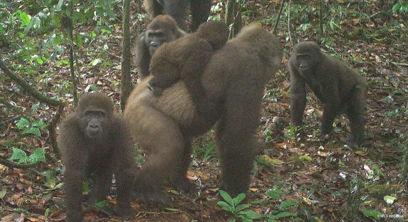 Grupo de varios gorilas captados por cámara trampa en el bosque tropical de Nigeria, según marca WCS Nigeria.