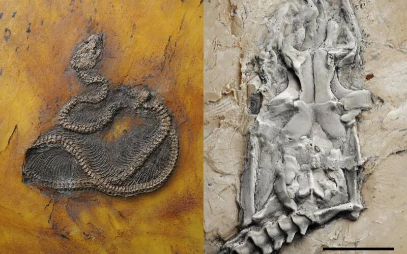 Dos fósiles de serpiente prehistórica: a la izquierda un ejemplar enrollado en roca ocre y a la derecha fragmentos óseos en roca gris clara.