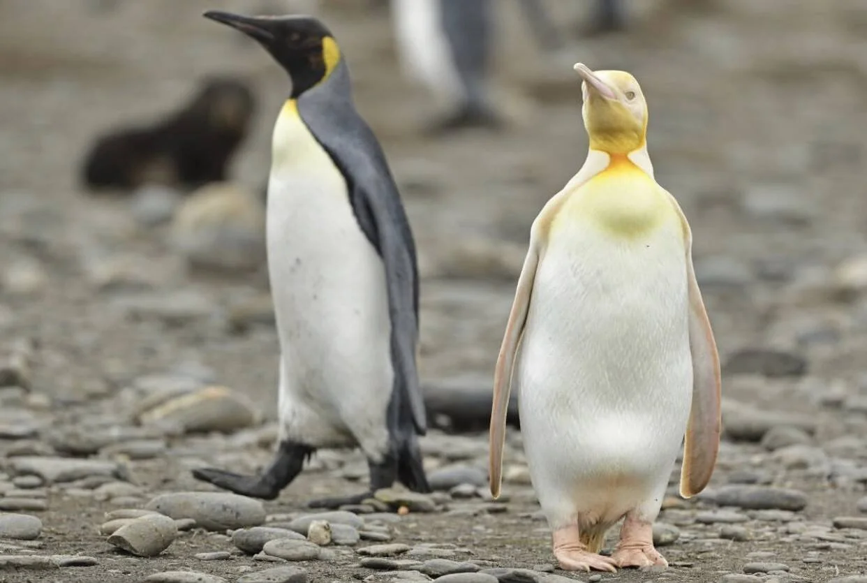 Dos pingüinos rey en una playa rocosa: uno con pigmentación normal en blanco y negro, y otro con plumaje amarillo-blanco por leucismo o albinismo.