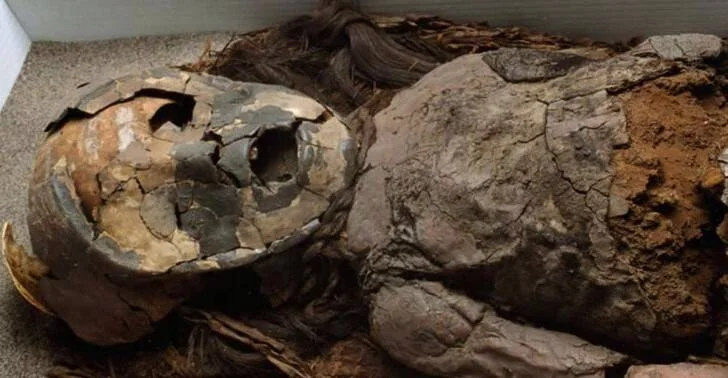 Momia humana deteriorada con cráneo fragmentado y cabello preservado, expuesta en una vitrina de museo.