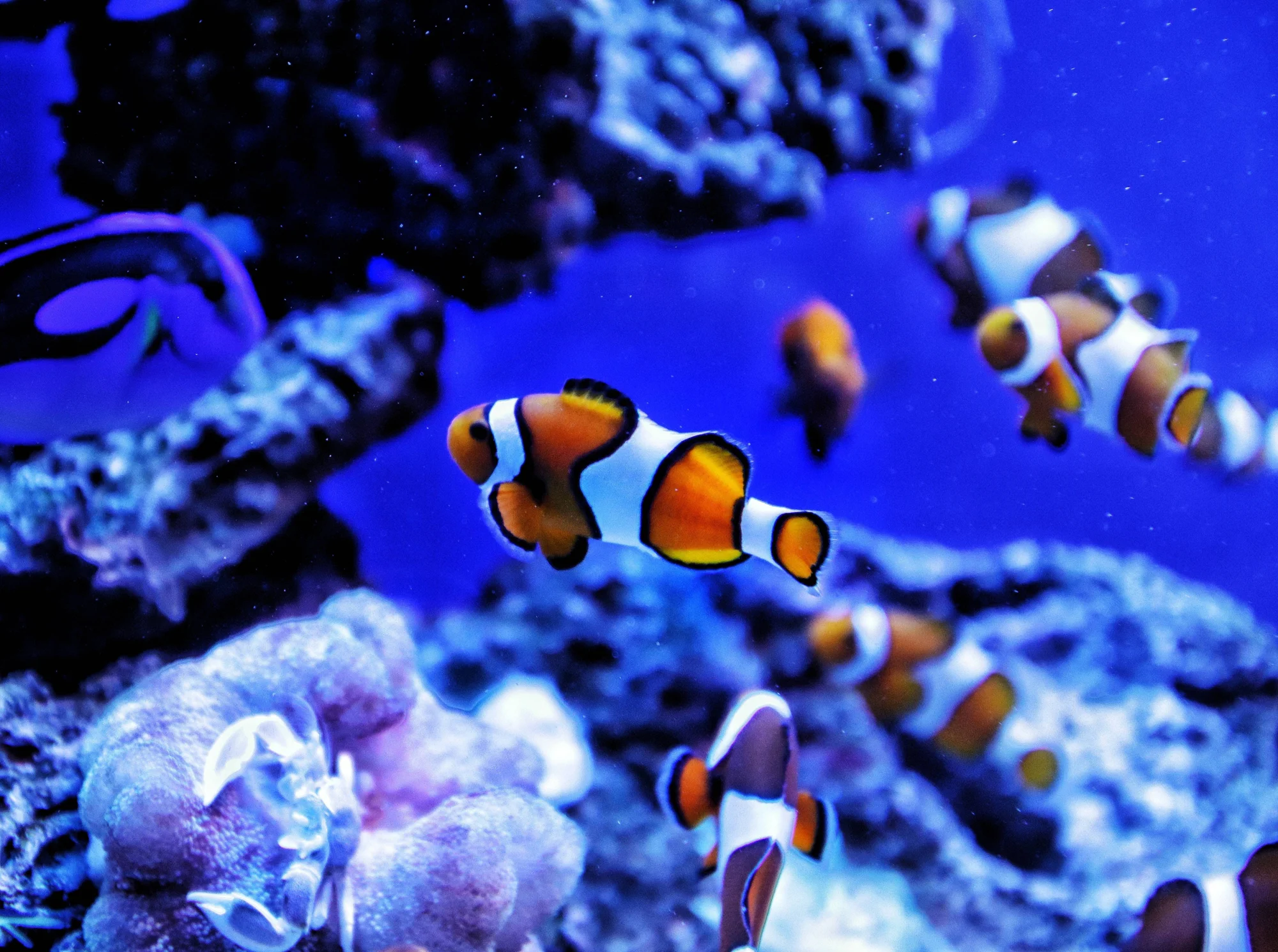 Varios peces payaso naranja y blanco nadan entre corales y anémonas en un acuario de agua azul.
