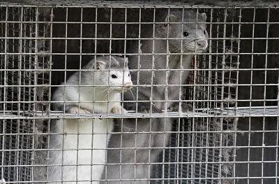 Dos visones, uno blanco y uno gris, asomados tras los barrotes de una jaula metálica en cautiverio.