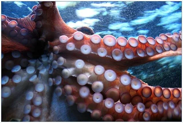 Primer plano de los tentáculos de un pulpo con ventosas circulares visibles, fotografiado bajo el agua.