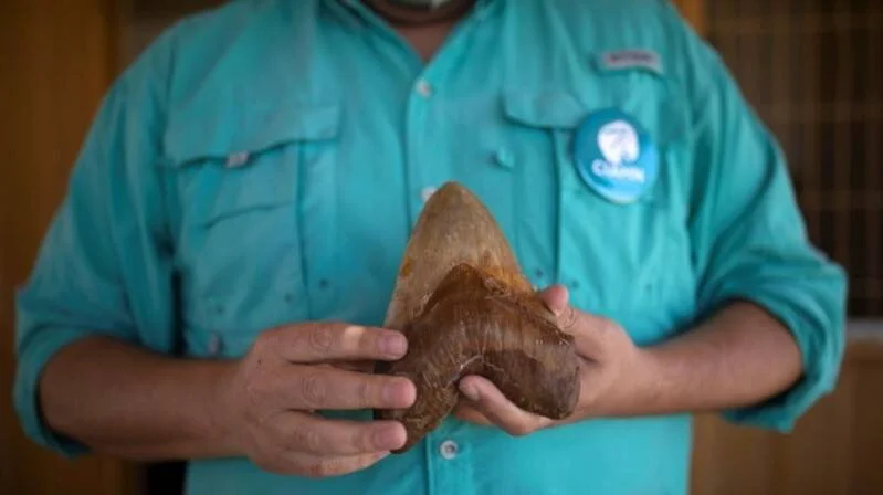 Un hombre con camisa turquesa sostiene con ambas manos un gran diente fosilizado de tiburón megalodón.
