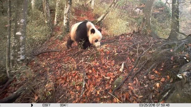 Panda gigante camina entre hojas y ramas en un bosque, captado por cámara trampa el 25 de marzo de 2018.