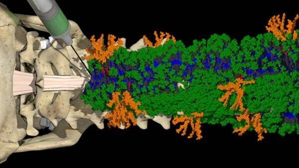 Representación 3D de la médula espinal con fibras nerviosas codificadas por colores y vértebras, usada en investigación neurológica.