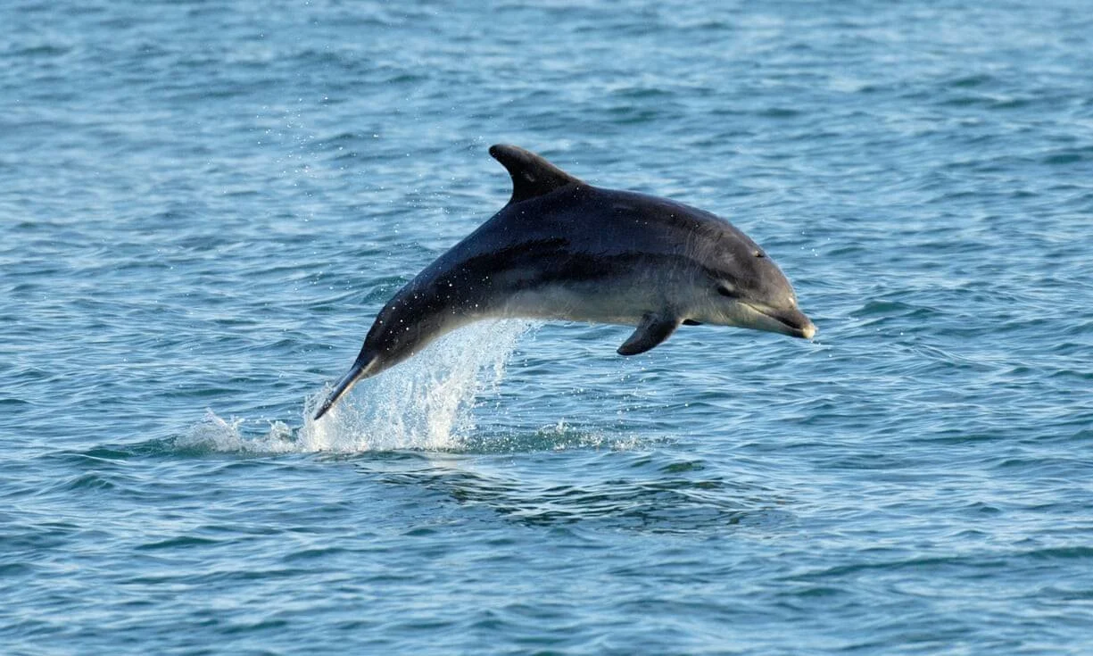 Un delfín gris salta completamente fuera del agua en el mar abierto de aguas azules.