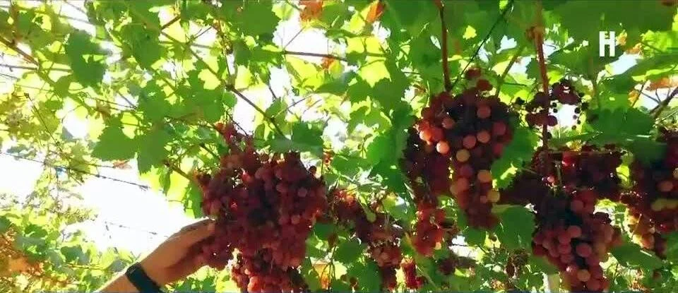Una mano recoge racimos de uvas rojas maduras colgando de una parra con hojas verdes bajo la luz del sol.