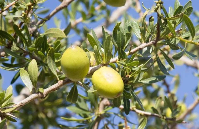 Frutos verdes de árbol de argán colgando de una rama con hojas pequeñas bajo cielo azul.