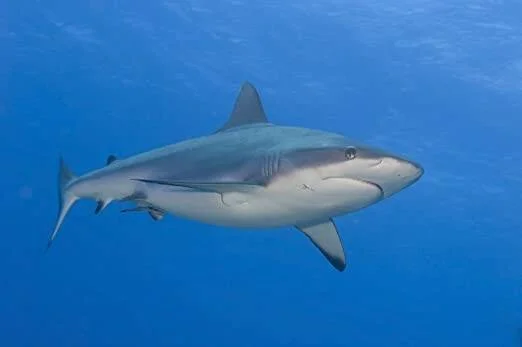 Tiburón de arrecife nada en aguas azules cristalinas del océano, visto de perfil lateral.