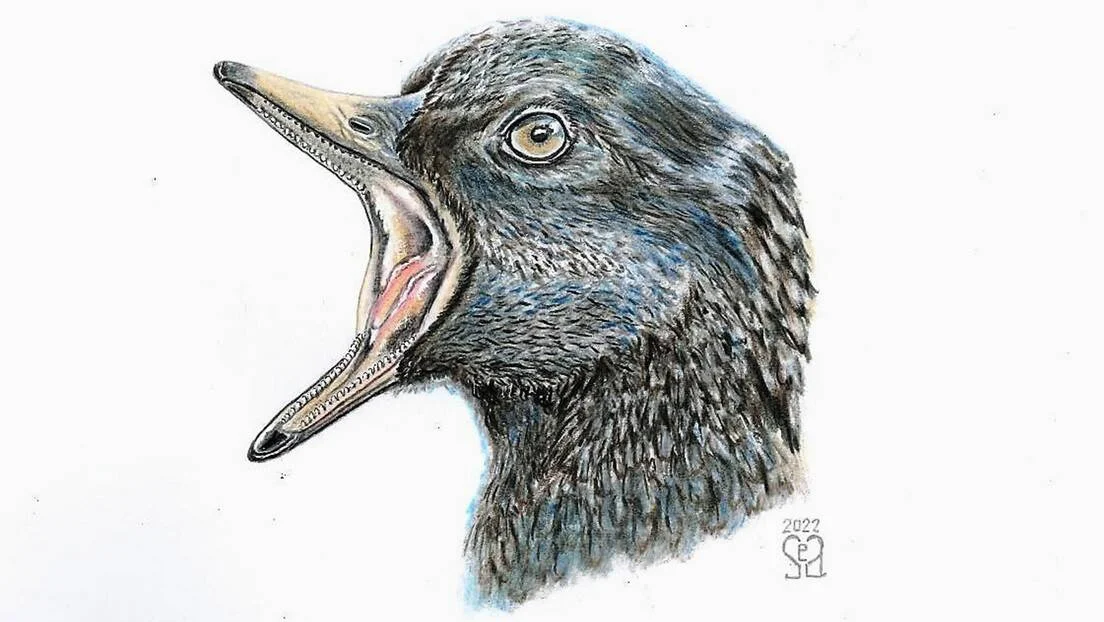 Reconstrucción artística de la cabeza de un ave prehistórica con el pico abierto mostrando dientes en ambas mandíbulas.