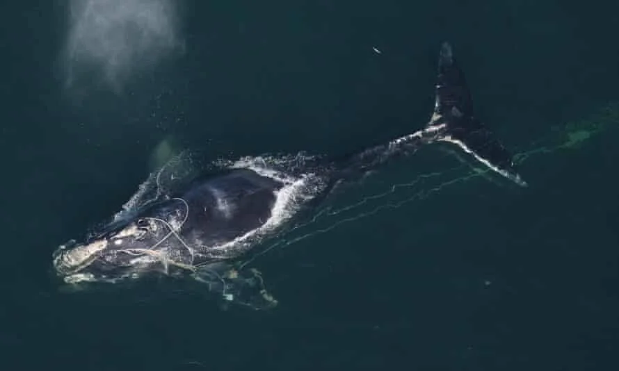 Ballena franca del Atlántico Norte nada en superficie con cuerdas de pesca enredadas en su hocico, vista aérea.
