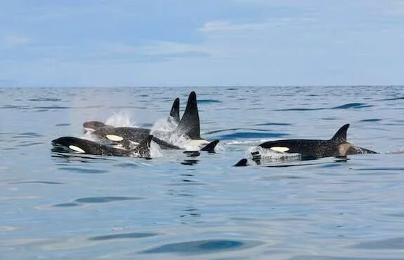 Varias orcas emergen juntas en la superficie del océano bajo un cielo despejado.