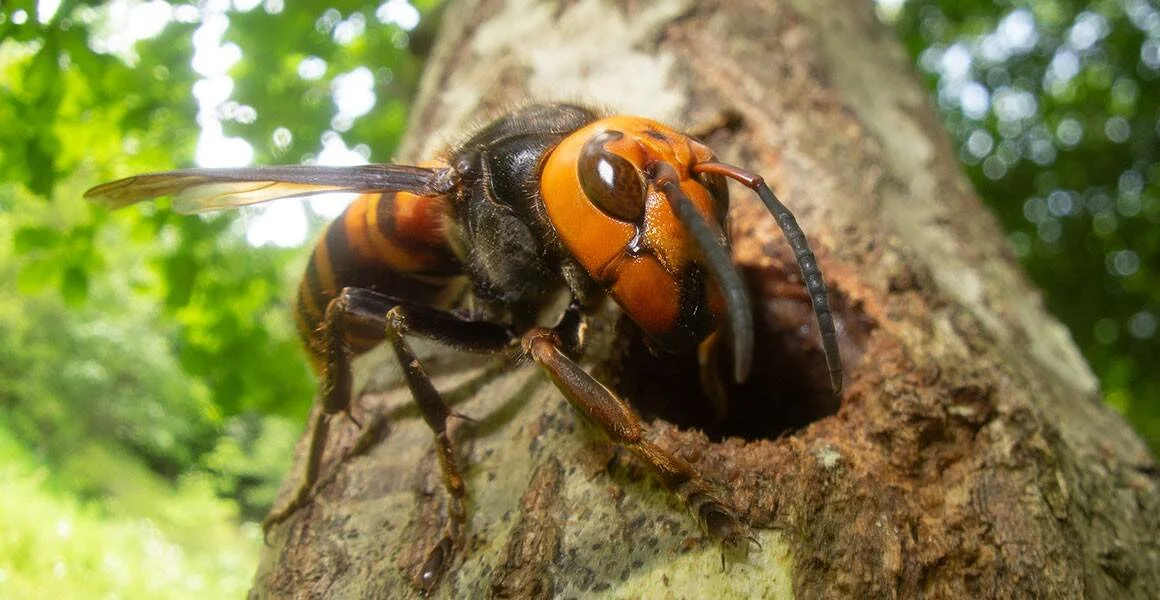 Avispón asiático de gran tamaño con abdomen naranja y negro posado en la entrada de un agujero en un tronco de árbol.
