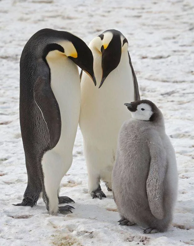 Dos pingüinos emperador adultos inclinan sus cabezas juntas junto a su cría cubierta de plumón gris sobre la nieve antártica.