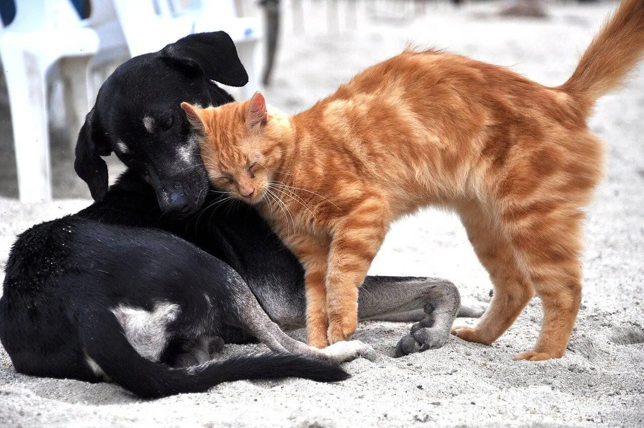 Un gato anaranjado frota su cabeza afectuosamente contra un perro negro tumbado en la arena.