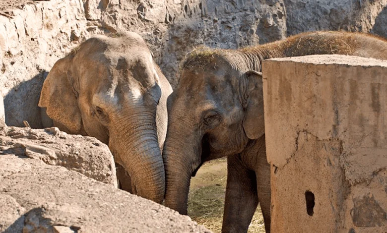 Dos elefantes asiáticos juntos en un recinto rocoso de zoológico, junto a un bloque de piedra.
