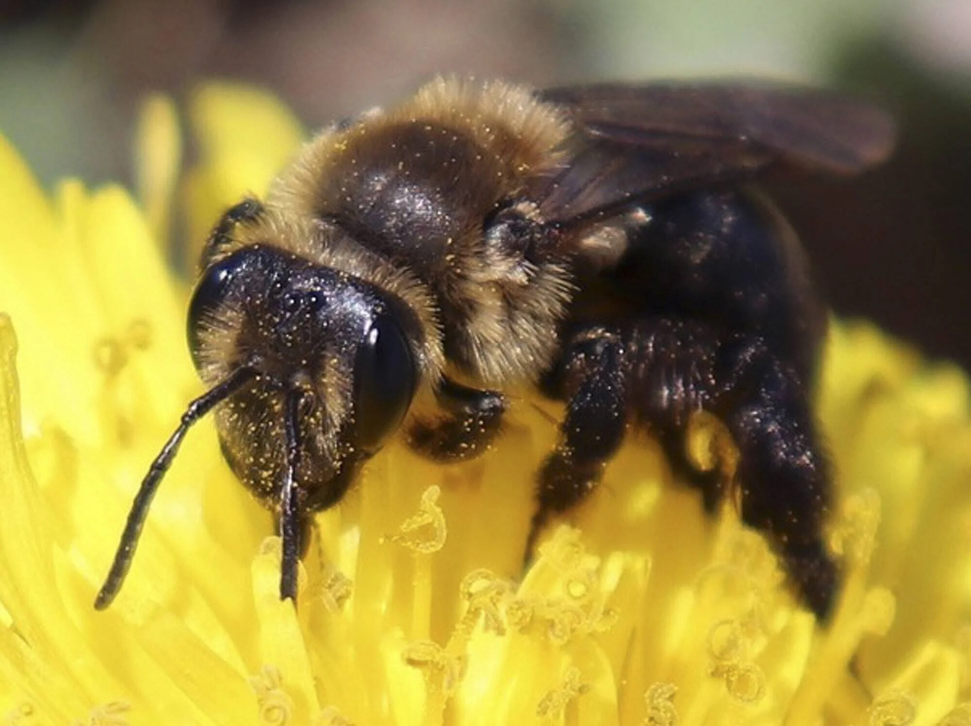 Abeja negra y peluda con granos de polen en su cuerpo polinizando una flor amarilla en primer plano.