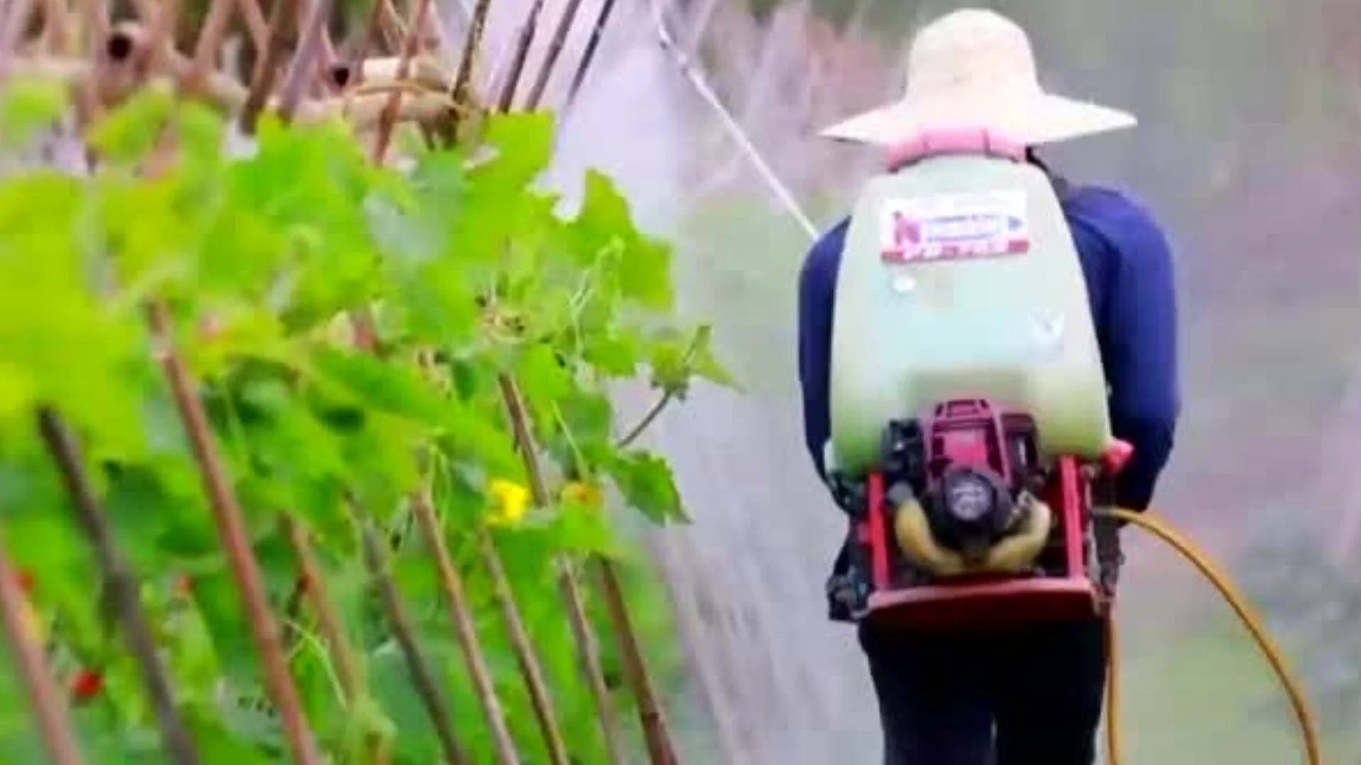 Agricultor con sombrero y pulverizador motorizado a la espalda aplica fitosanitarios sobre plantas en un huerto.