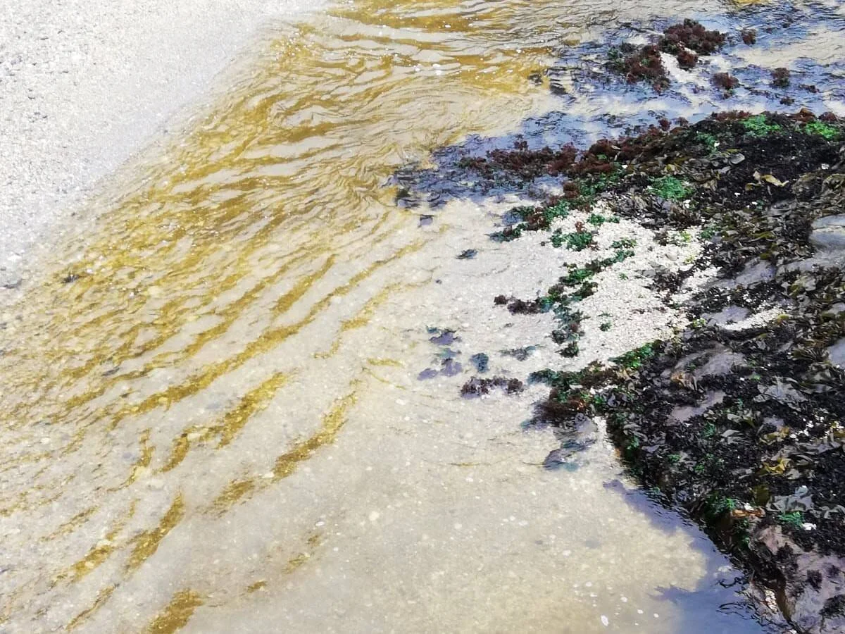 Agua de color amarillo-marrón con manchas de algas verdes y oscuras depositadas en la orilla arenosa, posible indicador de contaminación o floración algal.