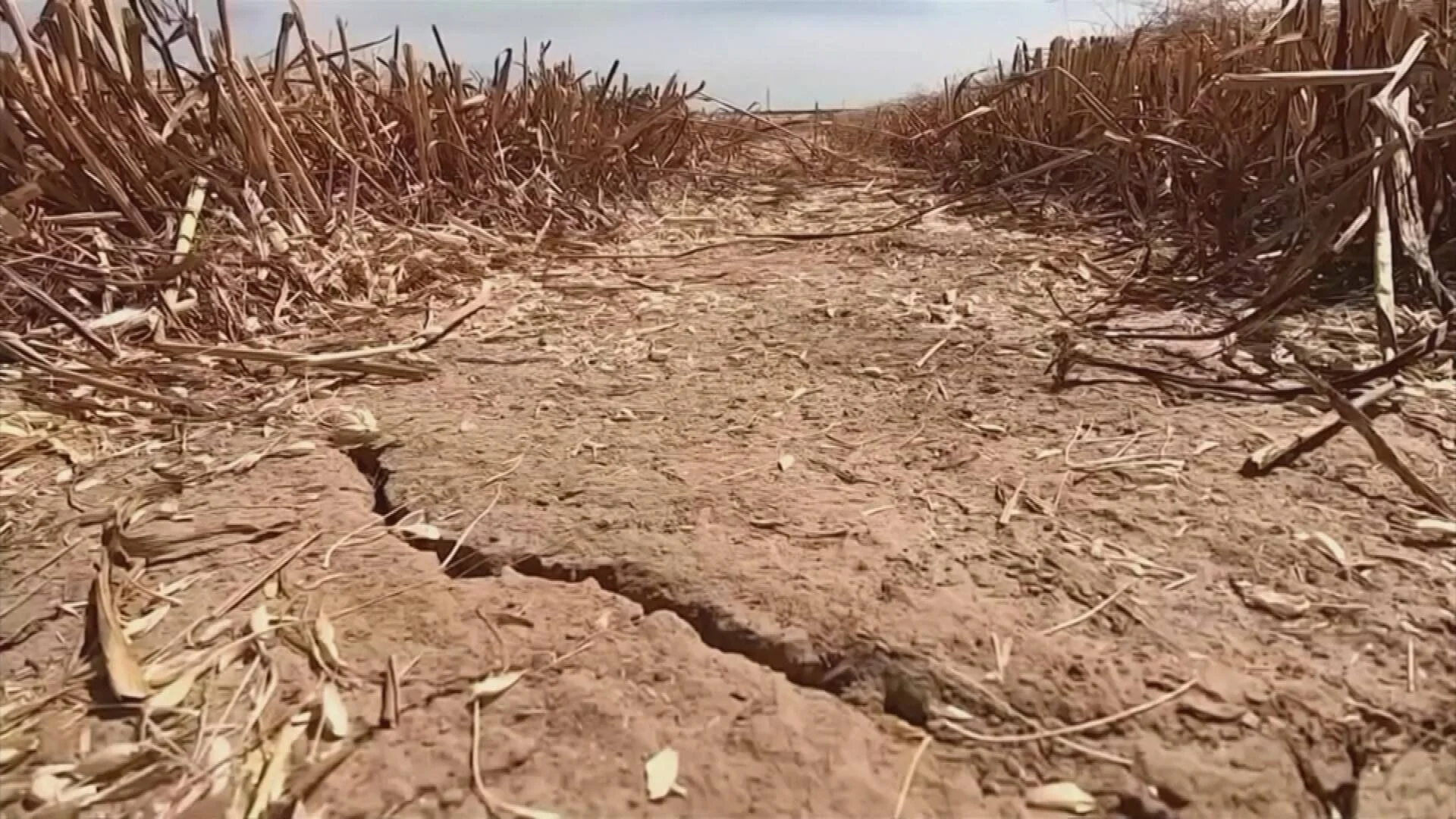 Tierra agrietada y reseca entre hileras de cultivos marchitos, evidenciando los efectos de una severa sequía agrícola.