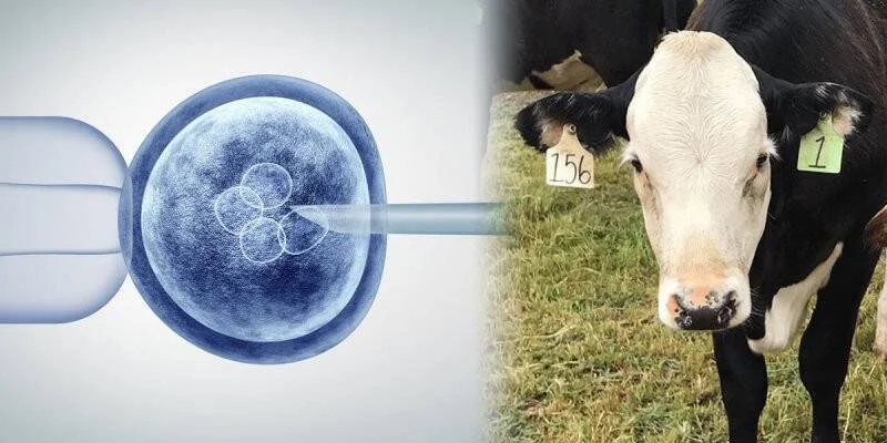 Ilustración de fecundación in vitro de embrión junto a una vaca Holstein con caravanas numeradas en el campo.