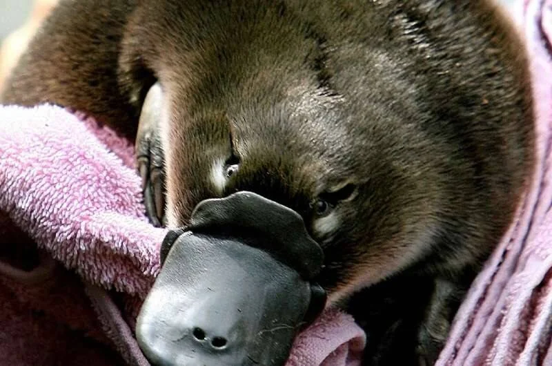 Ornitorrinco de pelaje oscuro acurrucado en una toalla rosa, mostrando su característico pico plano y sus patas palmeadas.