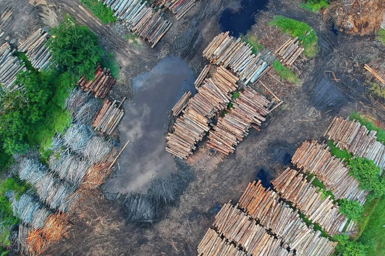 Vista aérea de grandes pilas de troncos talados en un área deforestada con suelo expuesto y charcos de agua.