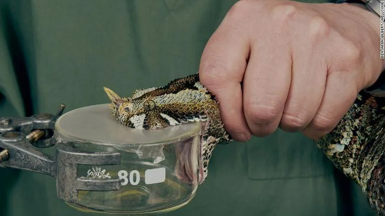 Una mano sostiene un lagarto cornudo colocado sobre un recipiente de vidrio de laboratorio numerado con el 80.