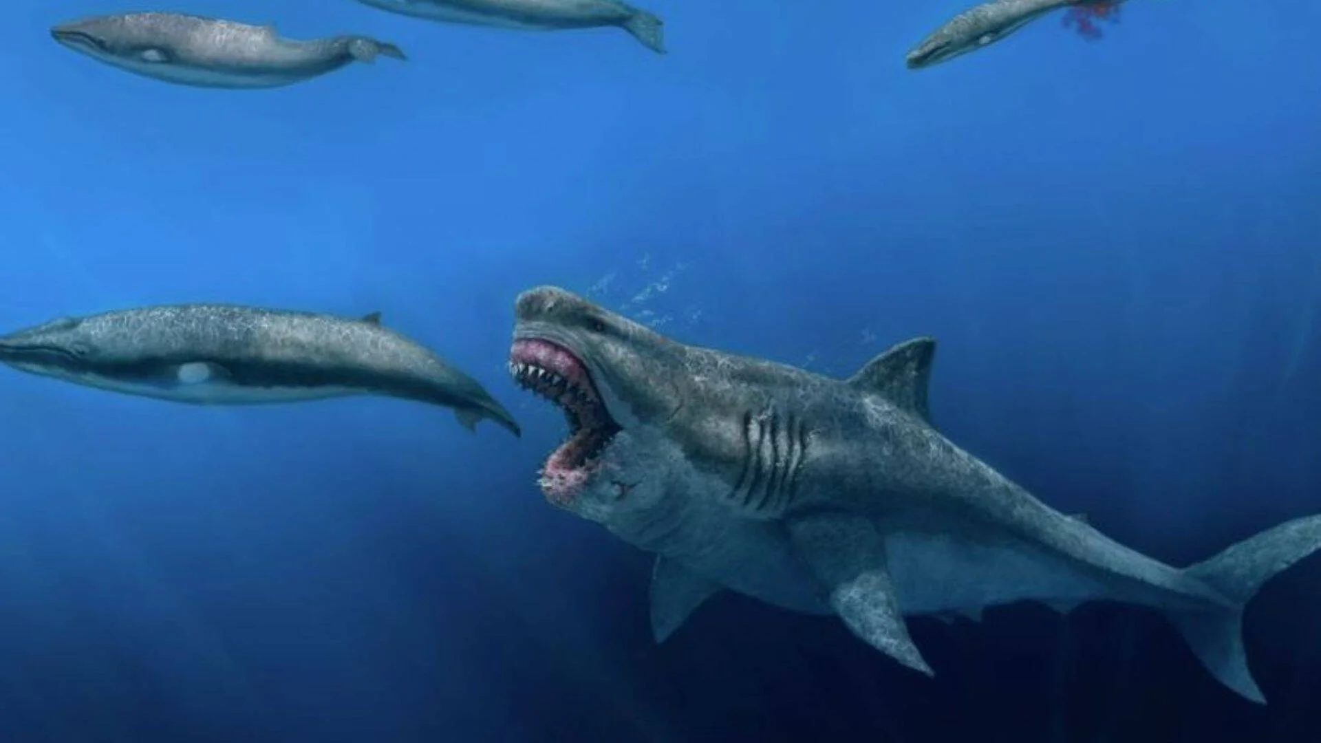 Recreación artística de un megalodón con las fauces abiertas persiguiendo ballenas primitivas en el océano prehistórico.
