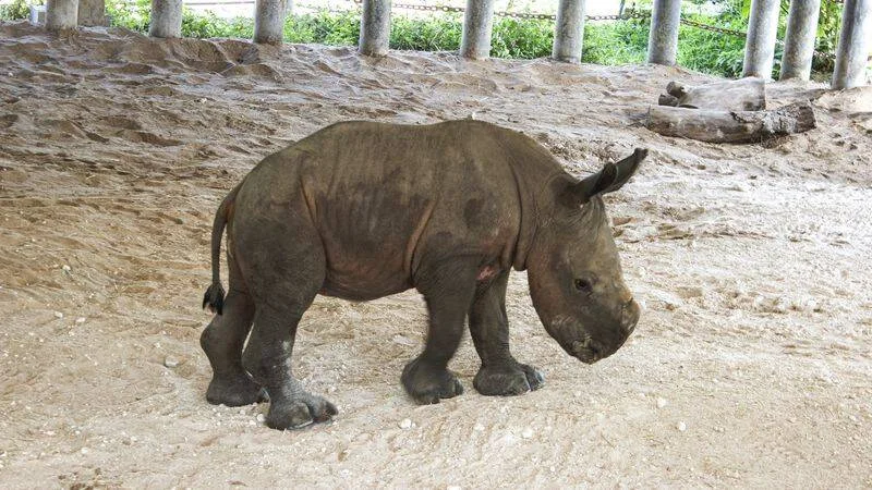 Cría de rinoceronte de pequeño tamaño caminando sobre suelo arenoso en un recinto de zoológico.