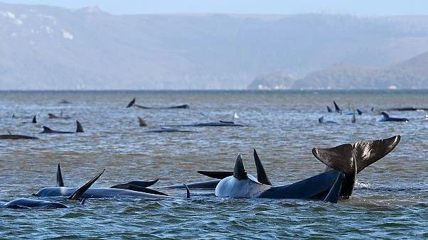 Decenas de ballenas piloto varadas en aguas poco profundas cerca de una costa montañosa.