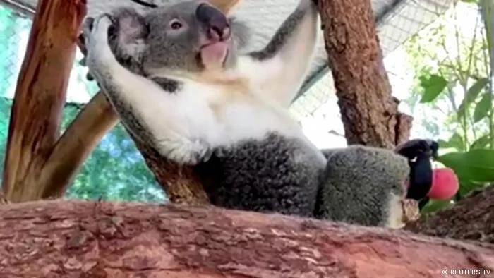 Un koala descansa recostado sobre un tronco de árbol dentro de un recinto, con la boca entreabierta y mirando a la cámara.