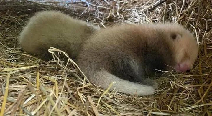 Cachorro recién nacido de panda rojo, cubierto de pelaje beige suave, descansando sobre un lecho de paja.