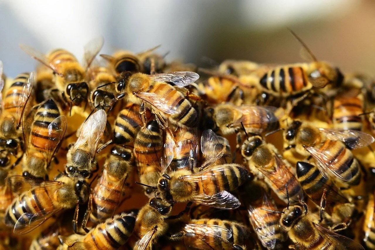 Numerosas abejas melíferas agrupadas en un enjambre denso, mostrando sus franjas amarillas y negras características.