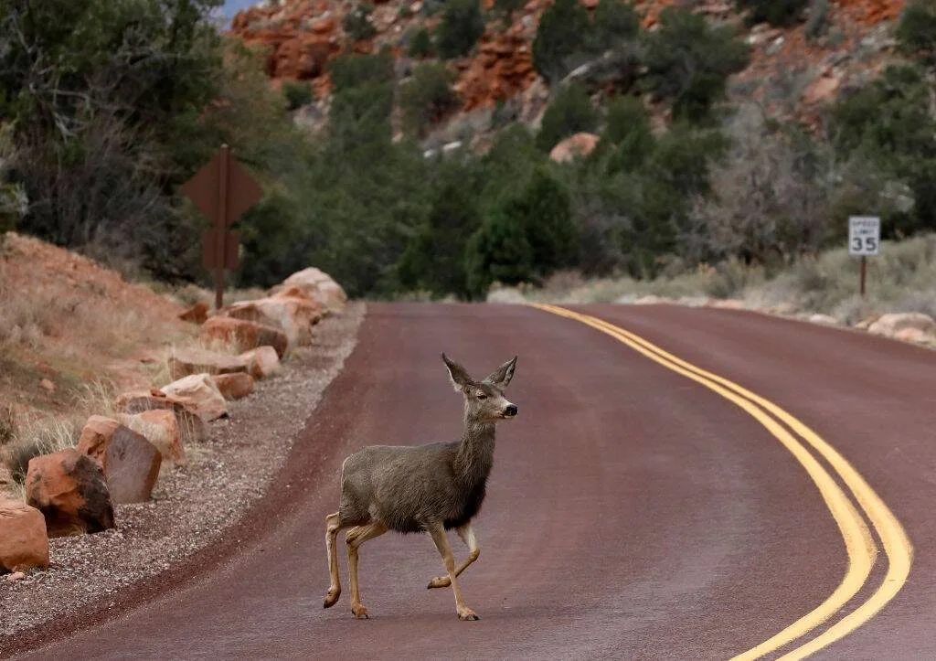 Un venado cruza una carretera de doble línea amarilla rodeada de rocas rojizas y vegetación, con señal de límite de 35 mph al fondo.