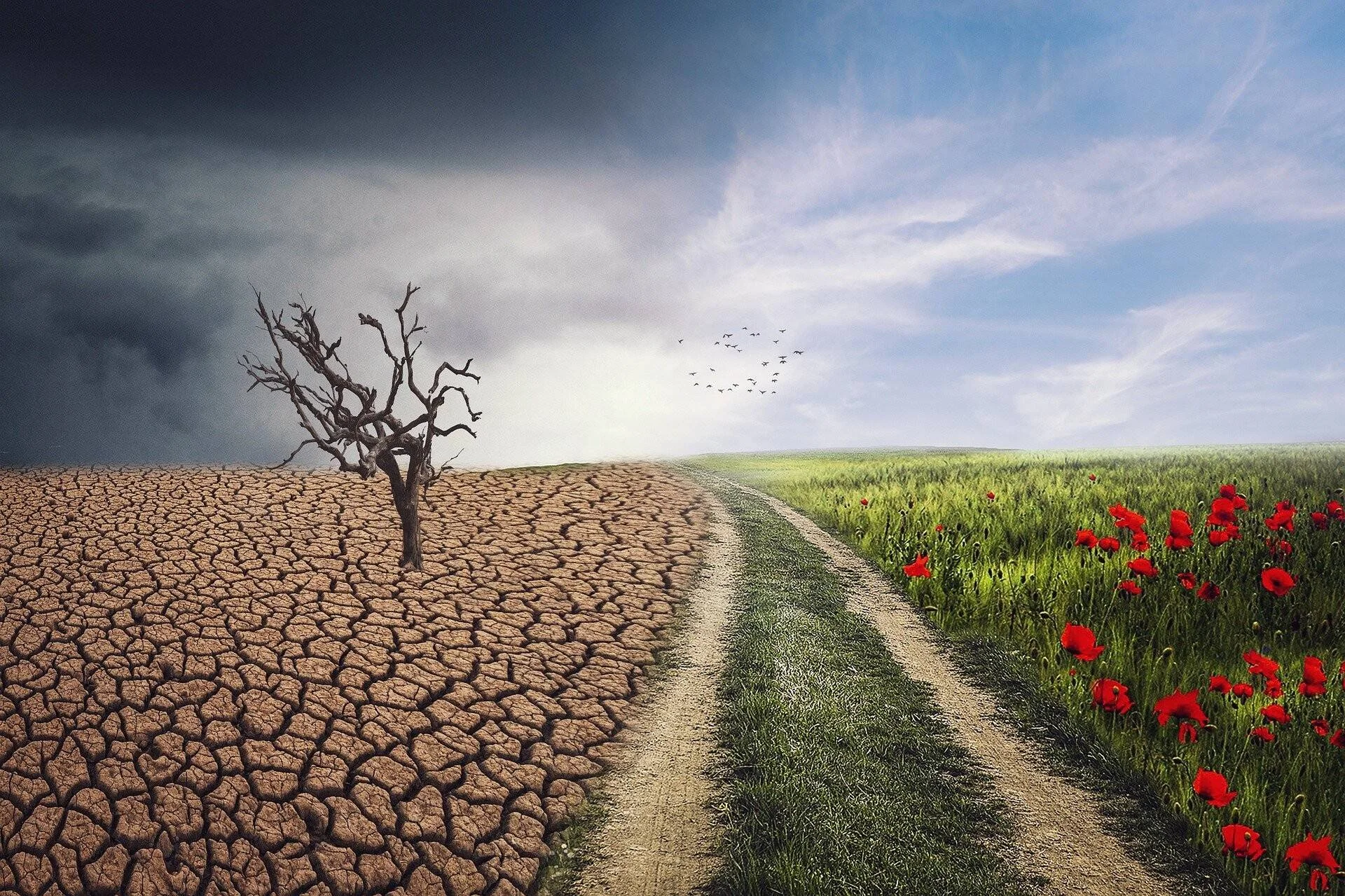 Composición que contrasta un paisaje árido con árbol seco y suelo agrietado frente a un campo verde con amapolas rojas, simbolizando el cambio climático.