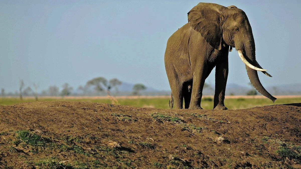 Elefante africano adulto con grandes colmillos de marfil parado sobre suelo árido en la sabana africana.