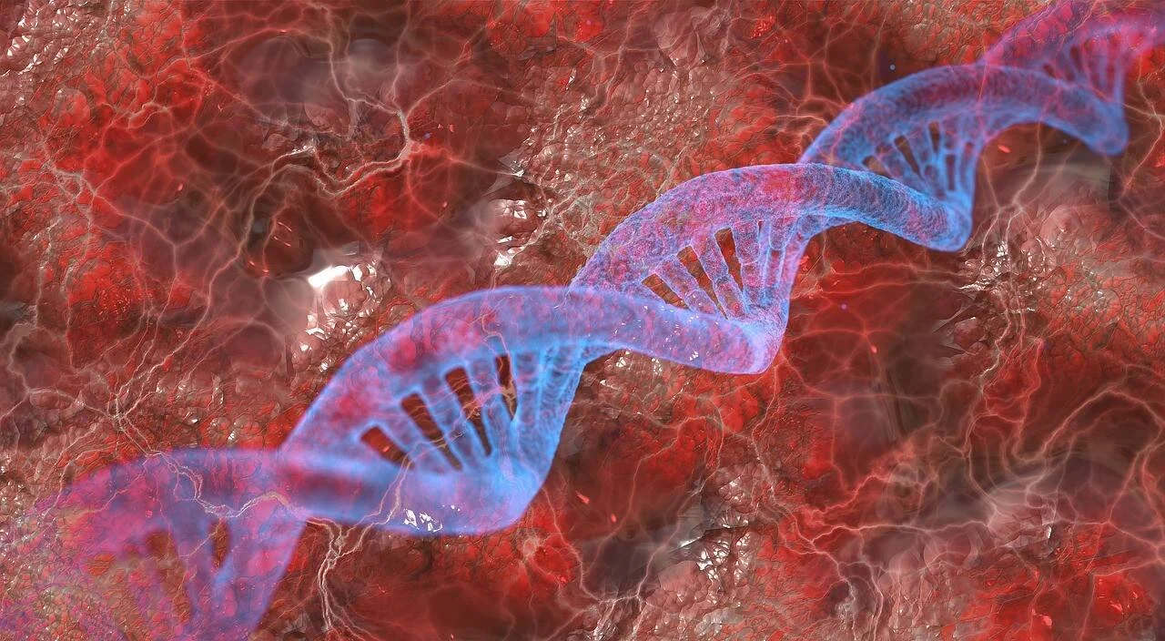 Representación digital de una cadena de ADN en doble hélice de color azul sobre fondo rojo que simula tejido biológico.