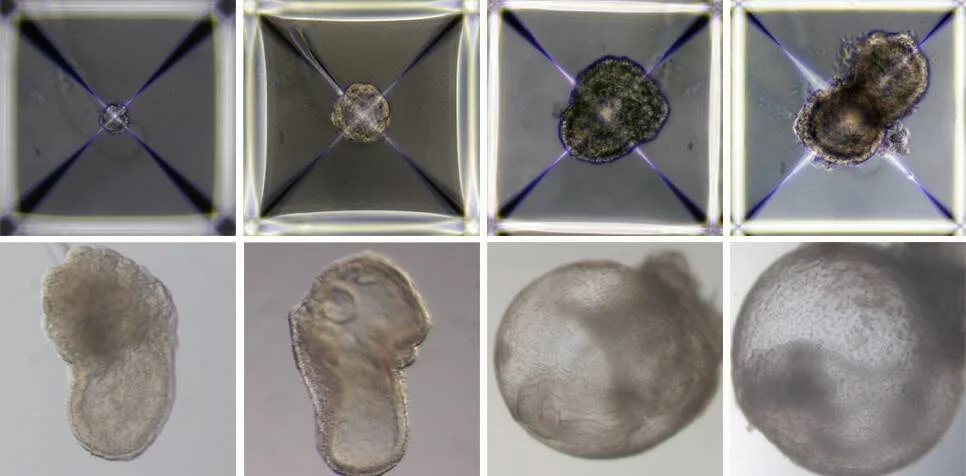 Serie de imágenes microscópicas que muestran distintas etapas del desarrollo de un embrión, desde célula única hasta formas más complejas.
