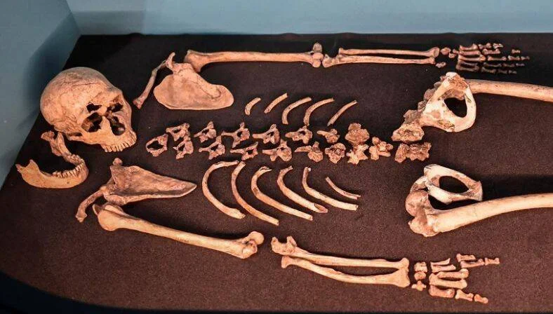 Restos óseos humanos ordenados anatómicamente sobre superficie oscura en vitrina de museo.