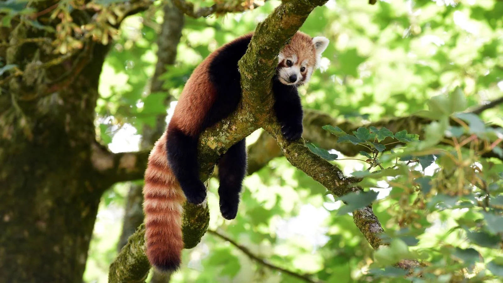 Un panda rojo tumbado sobre una rama de árbol entre follaje verde, mirando a cámara.