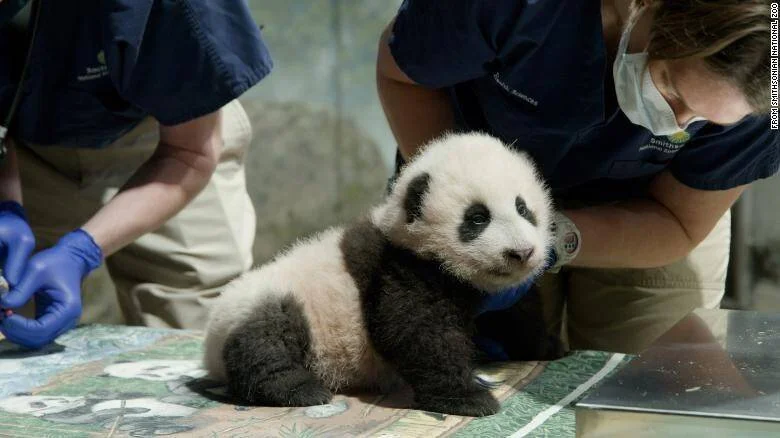 Cachorro de panda gigante siendo examinado por cuidadores del Zoológico Nacional Smithsoniano.
