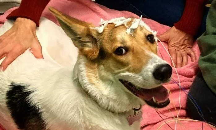 Un perro tipo corgi descansa sobre una manta rosada con electrodos adheridos a su cabeza durante un estudio neurológico veterinario.