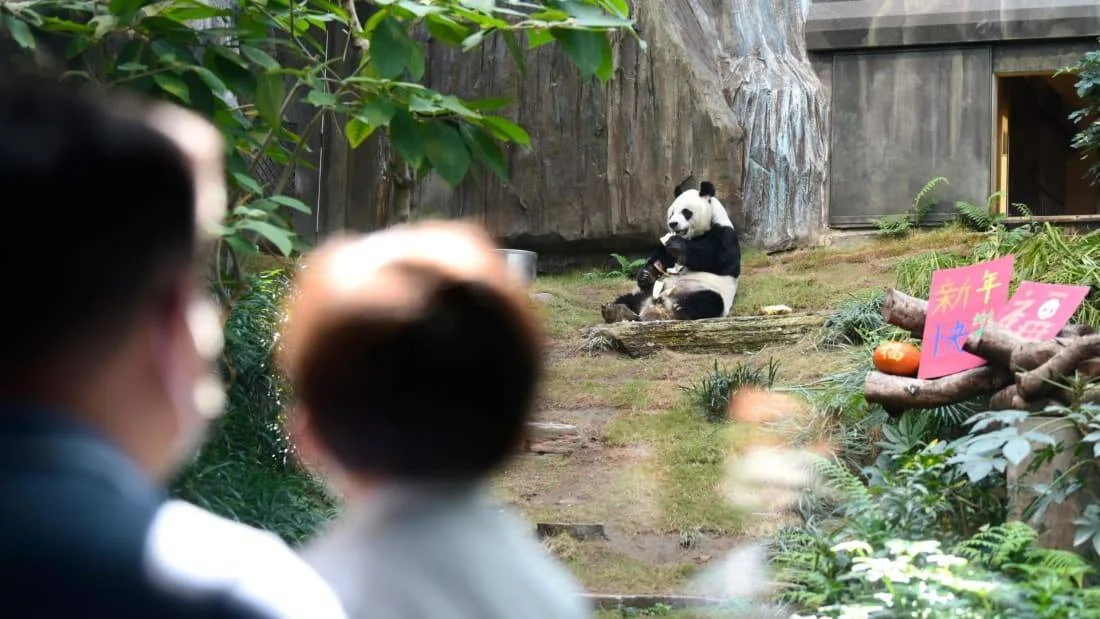 Visitantes observan a un panda gigante comiendo bambú en su recinto, decorado con carteles en chino de Año Nuevo.