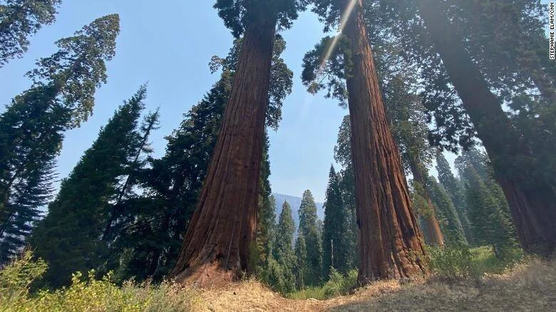 Enormes secuoyas gigantes de corteza rojiza se elevan hacia un cielo azul ligeramente neblinoso en un bosque de California.